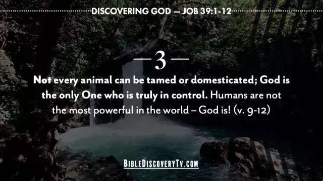 Bible Discovery - Job 39 God Answers
